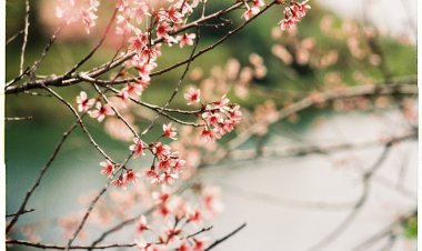 3. Tam giác vàng phơi sáng trong chụp ảnh.